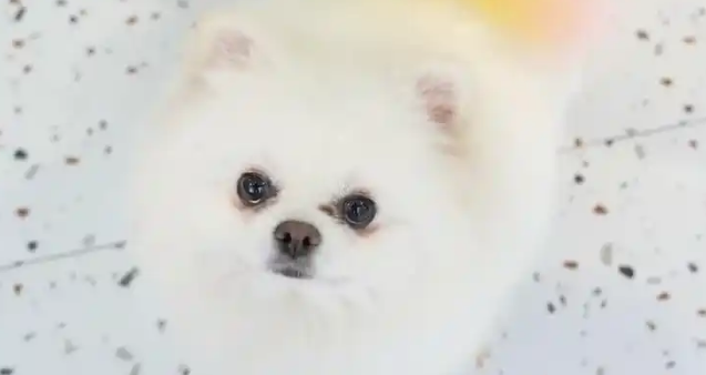 市场规模达3126亿 宠物经济跨界融合掀热潮