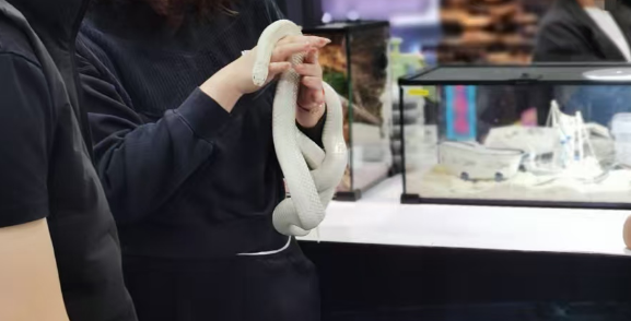 年轻人迷上“冷血萌物”，情绪价值撬动百亿新赛道