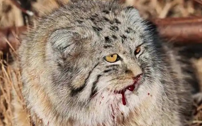 顶级保护动物兔狲被咬死，35%的猎杀竟来自家犬