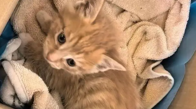 忘关车窗喜提流浪猫一家，厌猫车主立马心软，暖心安置被赞爆