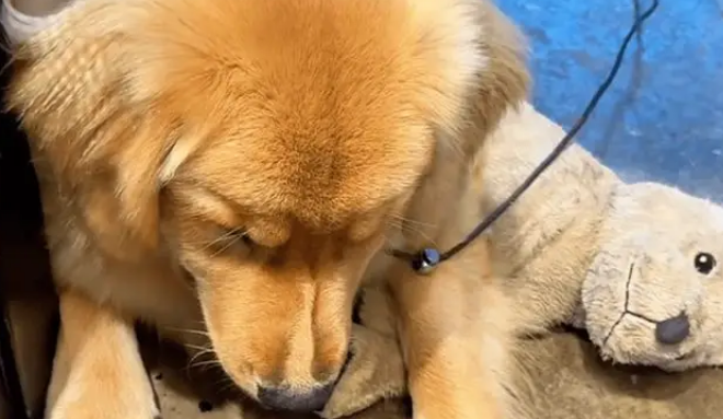 穿上新买的狗爪棉鞋，让自家金毛陷入沉思，汪：露出狗脚了吧