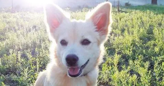 受伤小狗遭主人遗弃，医院里它仍摇尾巴，无奈医药费成无底洞