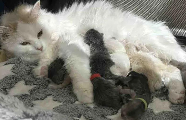 流浪猫临盆前获救，化身育儿天团，共同守护九个小生命