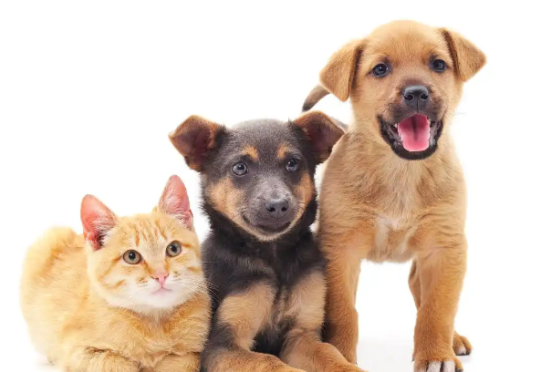 宠物项圈里的心率曲线！1.24亿人靠毛孩子续命的真相太扎心