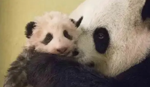 旅法大熊猫夫妇提前回国，“欢欢”健康亮红灯，法国粉丝冒雨送别