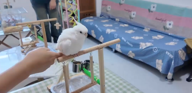 小店“鸟员工”上线！不打卡不领薪 撬动宠物经济新活力