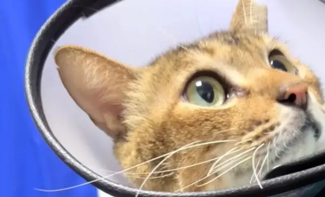 地铁口的流浪猫消失了，墙上字条暖哭全网：愿你被温柔以待