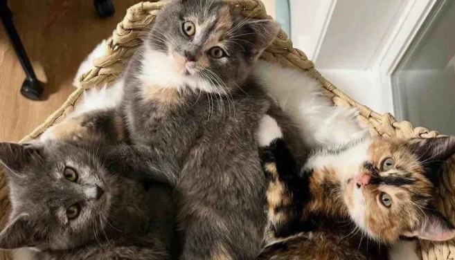 三只流浪猫的奇妙旅程，一个家爱的守护，感恩节的幸福团聚