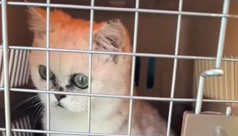 电梯口捡到银渐层，原主弃养苦等7日，安全出口见真情