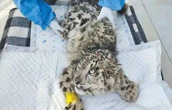 又救护一只雪豹！西宁野生动物园最新发布