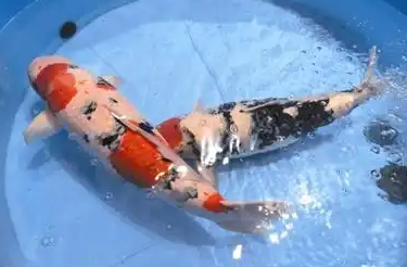 宿州打造长三角宠物经济发展新高地