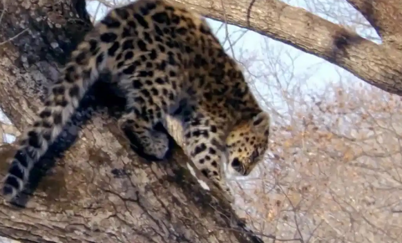 断尾东北豹野外“吃播” 看“文蔚1号”山林实况