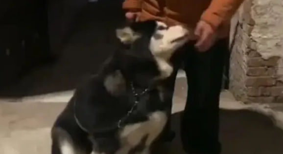 狗子走丢后在路边嚎啕大哭，热心网友报警让主人寻回后…