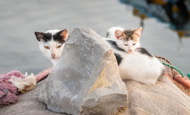 猫比人多，塞浦路斯的大麻烦应该如何应对？