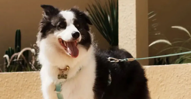 散步回来边牧一直舔爪子，主人抬起它的脚一看，真有心眼