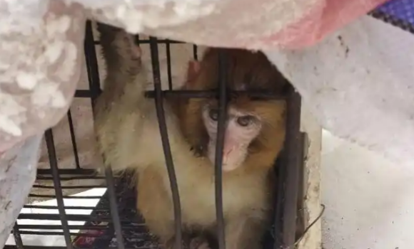 六安动物园露天笼舍有了防护，怕冷动物安全无虞