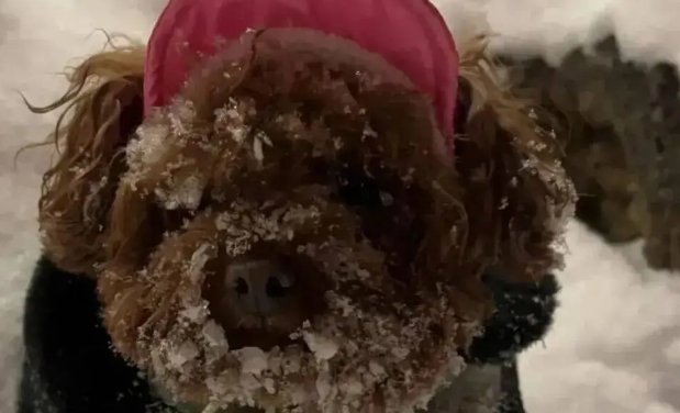 狗子第一次见到雪，在雪地里玩疯了，狗：冻死也要玩