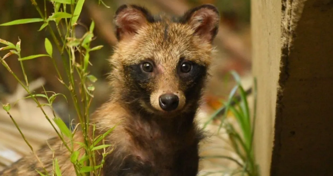 上海第四次“貉口普查”结果公布：分布区域扩大