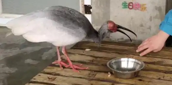 近40岁奇迹！最长寿朱鹮“平平”在北京动物园去世