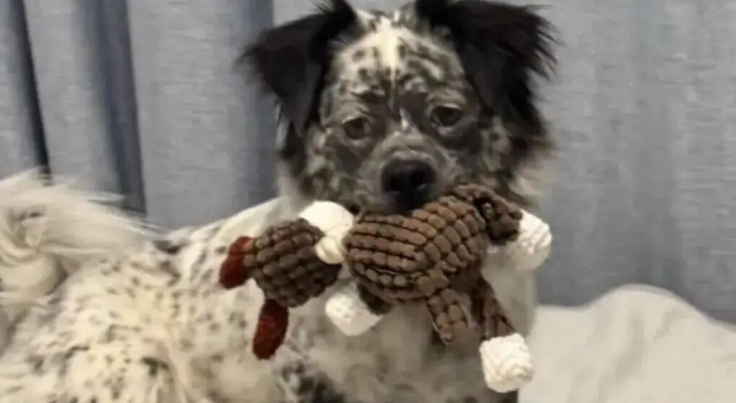 网友说家里的狗狗很有特点，孩子怎么长得烟熏火炎的？