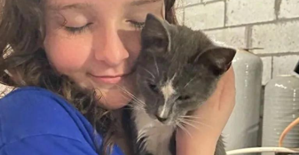 流浪猫深夜碰瓷，赖上小主人拼命求收养