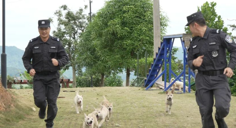 从“小土狗”到“警界奇兵”！广西山地犬百色深山炼成记
