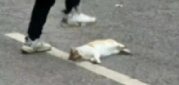 教师当众踩死流浪猫？校方称：流浪猫咬人，还将进一步调查
