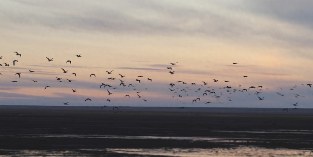 候鸟数量同比增加21442只 呼伦湖成迁徙“温暖驿站”