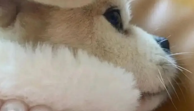 混血土狗凭侧脸走红，主人说正脸一般，网友：你对“一般”有误解