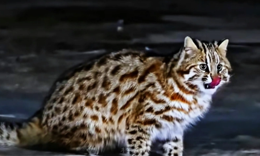 在黑龙江一路边雕鸮捕猎成功，豹猫为何沦为雕鸮的猎物