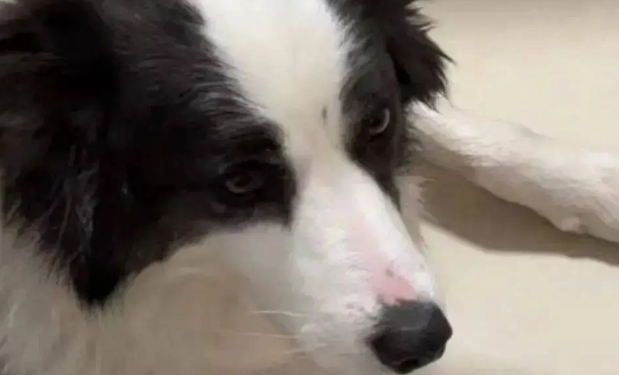 散步回来边牧一直舔爪子，主人抬起它的脚一看……丫真有心眼儿！