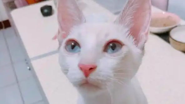 小姐姐捡到一只流浪猫，以为是白猫，没想到养了几个月开始变颜色