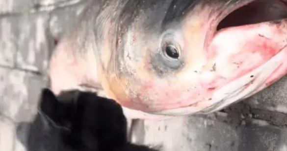 小姐姐钓了一条大鱼给小奶猫吃，小猫有点懵逼又幸福