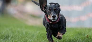 2025年德国斯图加特宠物展：动物爱好者的年度盛会