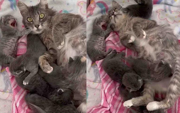 流浪猫妈的救赎，五只小猫的暖心归宿