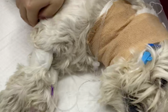 北京男子毒死9条宠物狗获刑4年！原告西高地Papi主人称宣判后自己受到网暴