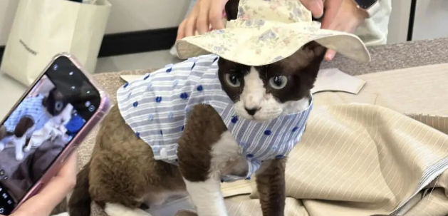 浙江28岁小伙创业开“宠物缝纫教室”，月入5万元