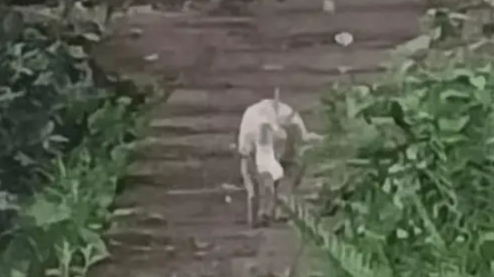 相伴14年老狗独自进山，回头一望瞬间泪目