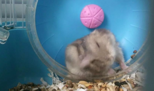 仓鼠越狱当场被抓，网友不得不这样做