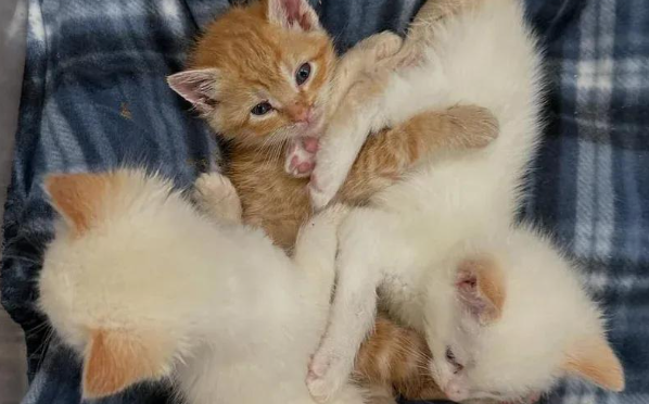 孤单的小橘猫，意外开启了爱心接力