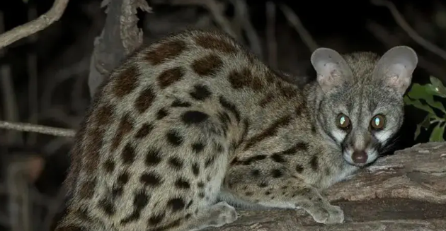卡姿兰大眼猫误入居民楼，上网一搜…差点又一个牢底坐穿兽