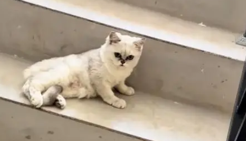 电梯口捡到银渐层，原主弃养苦等7日，安全出口见真情