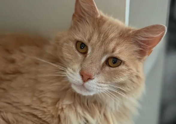 走失猫咪在邮局外徘徊，女人倾力相助，一切都是命运的安排