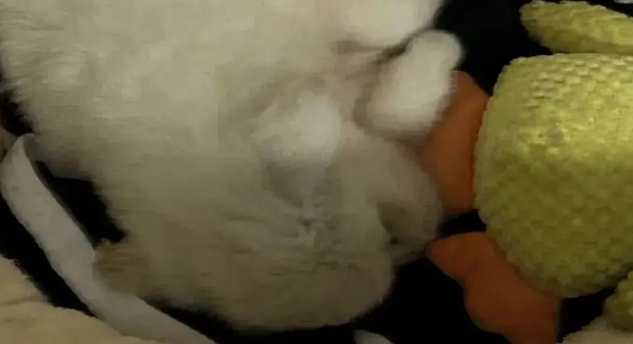 网友领养了一只小奶狗，刚到家就乖乖睡着了，简直是天使小狗