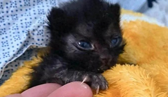 巴掌大的小猫命悬一线，却用惊人的意志，改写了命运的剧本