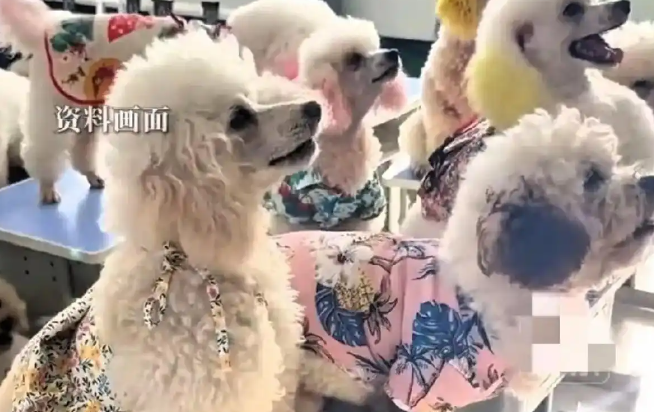 狗上幼儿园1.2万/月，报名需排2-3周！“人不如狗”成了现实？