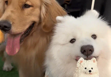 萨摩耶过生日，被金毛抢了蛋糕。一看就知道谁是灵珠谁是魔丸