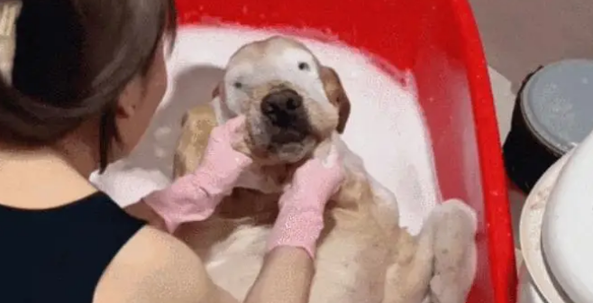 女子给金毛洗澡，金毛洗着洗着不动了，吓得女子还以为狗狗没了