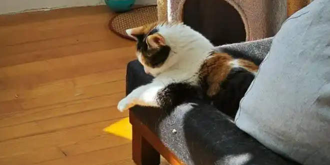 母女家中争吵，猫咪急得崩溃大叫，一口咬腿强行劝架！