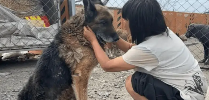 老狗看家护院一辈子，却被主人打断双腿送到了狗肉车上